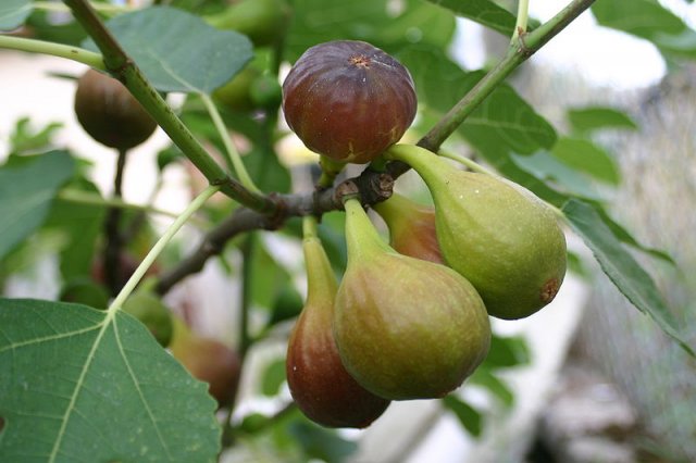 800px-Grappe_de_figues.jpg, 65 KB