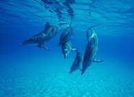 Mediterraneodolphins_JUL091.jpg, 11 KB