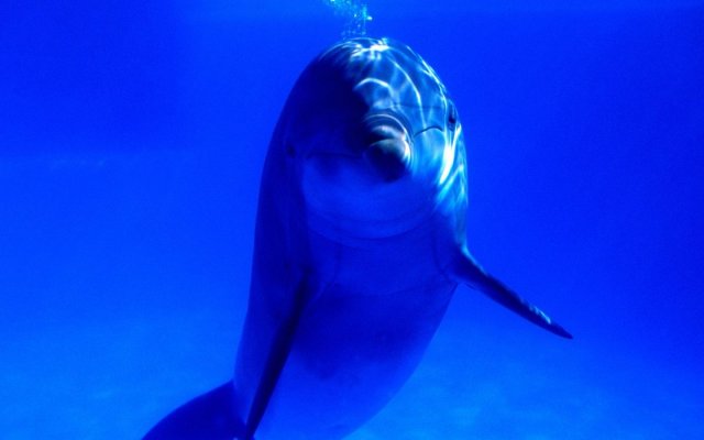 dolphins-mediterranean-sea-1440x900.jpg, 125 KB