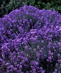 lavanda.jpg, 13 KB