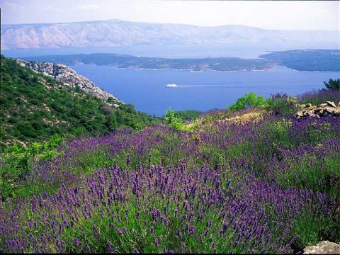 starigrad_lavanda1.jpg, 62 KB